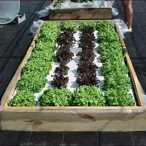 thumbnail for publication: Building a Floating Hydroponic Garden